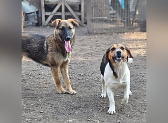 Bea - freundliche, aktive, anhängliche Beagle Mix Hündin / z.Zt. noch in Rumänien