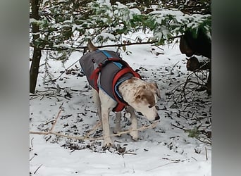 Momo ein toller Jack Russel Mix