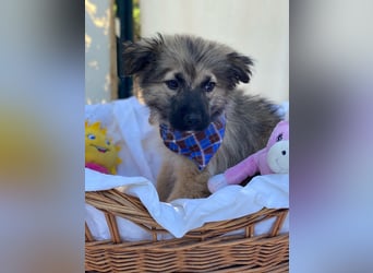 Dömpi LM - Zuhause gesucht – Neun kleine Hundekinder auf großer Mission