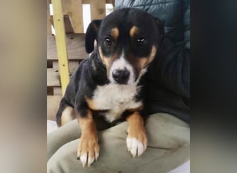 Franjo sucht warmes & liebevolles Zuhause