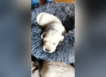 Golden Retriever Welpen