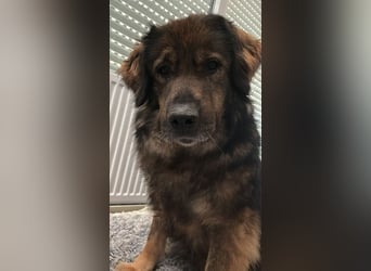 Freundlicher HAGRID-sanft, mit großen Herzen für Menschen will endlich raus aus dem Tierheim