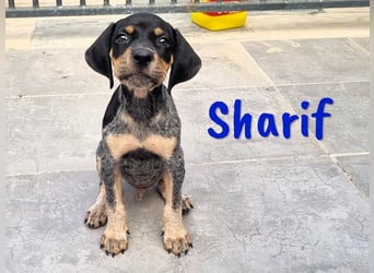 Sharif 05/2024 (ESP Pflegestelle) - sportlicher, hübscher und verschmuster Bracken-Mix Junghund!