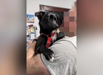 Trudie - Augenstern sucht Kuschelwolke (47839 Krefeld)
