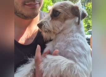 America - ausgeglichene,  freundliche kleine Terrier Dame sucht liebevolle Menschen