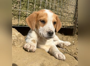 Tucker, geb. ca. 12/2024, lebt in GRIECHENLAND, auf einer privaten Pflegestelle