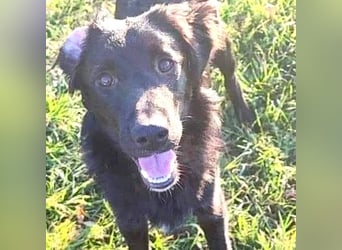 ❤️ superlieber Familienhund COOPER - 1,5 Jahre, 55cm - Flat Coated Retriever