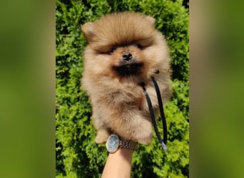 POMERANIAN WELPEN