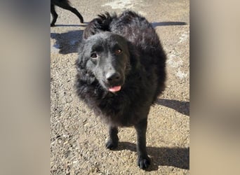LENZI❤️unser kroat. Schäferhund-Mix-Rüde ist ein wahrer Sonnenschein!