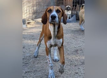 Bracken-Mix ♥Sky♥ lieb + abenteuerlustig