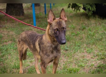 Chip 231769: Sucht ein Zuhause