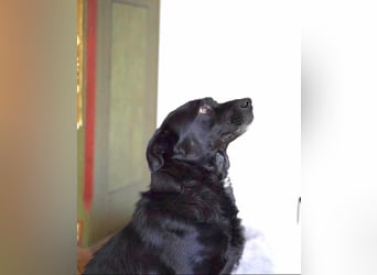 Herzenshund Csibi in Bochum sucht ein Zuhause