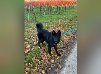 Bodhi - Neues Jahr, neues Glück? (67489 Kirrweiler)