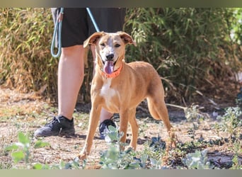 Bonyo, Mix Labrador / Podengo, lieb und sozial