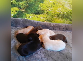 Reinrassige Labradorwelpen