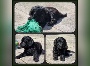 Australiandoodle - Traumwelpen aus langjähriger Familienaufzucht. KEINE Arbeitslinie.