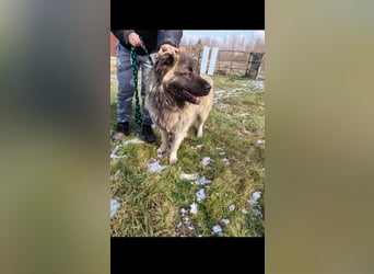Alpha sucht seine Aufgabe