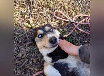 Tolle Husky-Mischlingshündin „Dorothea“, ca. 2022 geboren