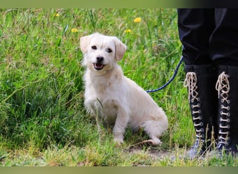 Babette, Mix Podengo / Terrier, lieb und verträglich