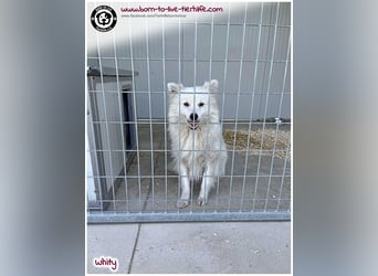 Hübscher Whity sucht ein Zuhause