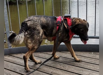 Saga ❤️ wartet in 88161 Lindenberg