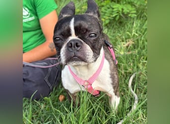 Venus - Klein, klug, kuschelig: Boston Terrier Lady auf der Suche nach Liebe ❤️