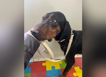 Jack , ungarische Bracke, sucht die Wärme und Nähe des Menschen