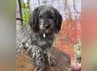 BUBBLE - Freundlicher Puli-Mix, rundum verträgllich