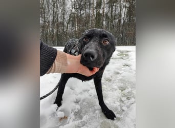 LIO sucht ein Zuhause oder Pflegestelle