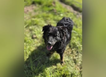 Wunderschöner Loki sucht Pflegestelle oder ruhiges Zuhause