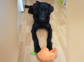 Trulla ist einfach traumhaft