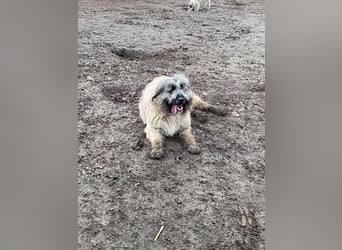 Tolle Bonnie möchte eine liebe Familie