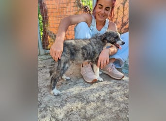 Kobú, ein zauberhafter kleiner Bub