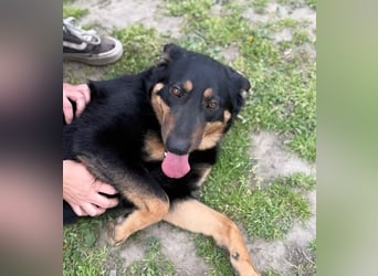 MIMI - traumhafte Schäferhund-Mix-Hündin