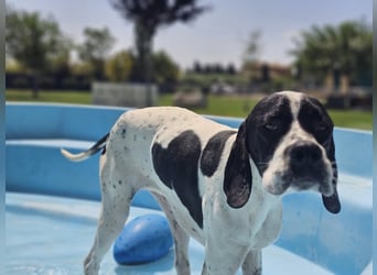 BANDITO ❤️ uuuunglaublich liebevoller Pointer