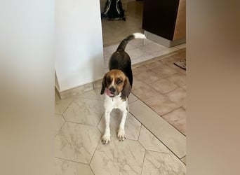 Beagle Mix HUGO (2 Jahre alt) sucht eine Familie!