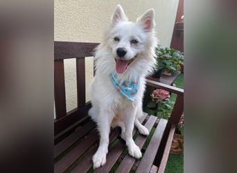 Gino SR – Sanfter Spitz-Rüde mit Herz sucht liebevolles Zuhause