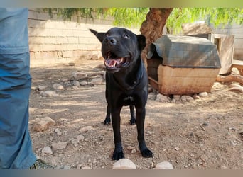 Perengano, traumhafter Shar Pei-Mix, freundlich verspielt und verkuschelt