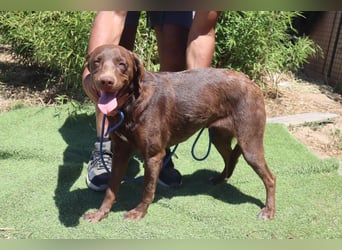 Zoe, Labrador-Mix, lieb und sozial