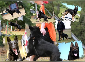 Dunkelgraue Schäferhunde aus Kör-u.Leistungzucht