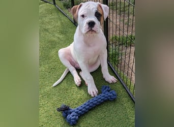 American Bulldog Welpen