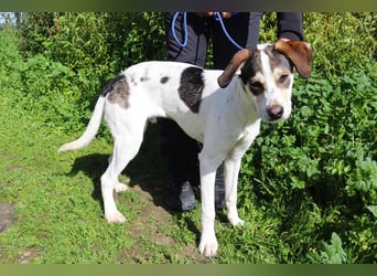 Luigi, Mix Jack Russel Terrier / Beagle , lieb und verträglich