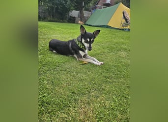 Leyla