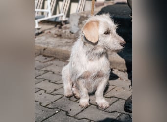 Amani sucht ihre aktive Familie