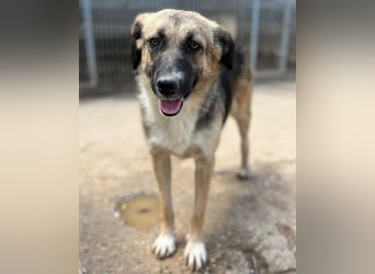 KORA❤️sanfte Seele sucht sehnsüchtig ein liebevolles Zuhause & Geborgenheit