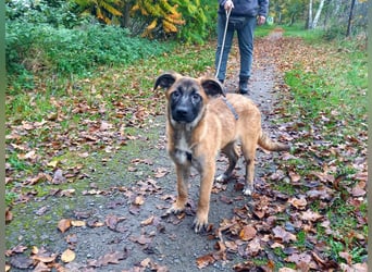 Mischlings Junghündin "Lina" sucht ein Zuhause