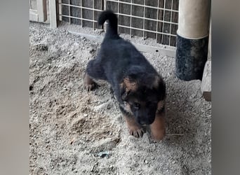 Wunderschöne Schäferhundwelpen  suchen Ende Juni ein schönes zu Hause1