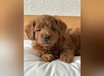 Bezaubernde Cavapoo-Welpen suchen ein liebevolles Zuhause