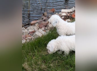 Spanische Wasserhund Welpen reinrassig