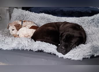 Momo ein toller Jack Russel Mix